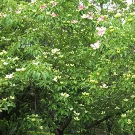 Cornus capitata